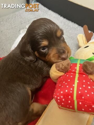 Miniature dachshund pups - long hair and short hair