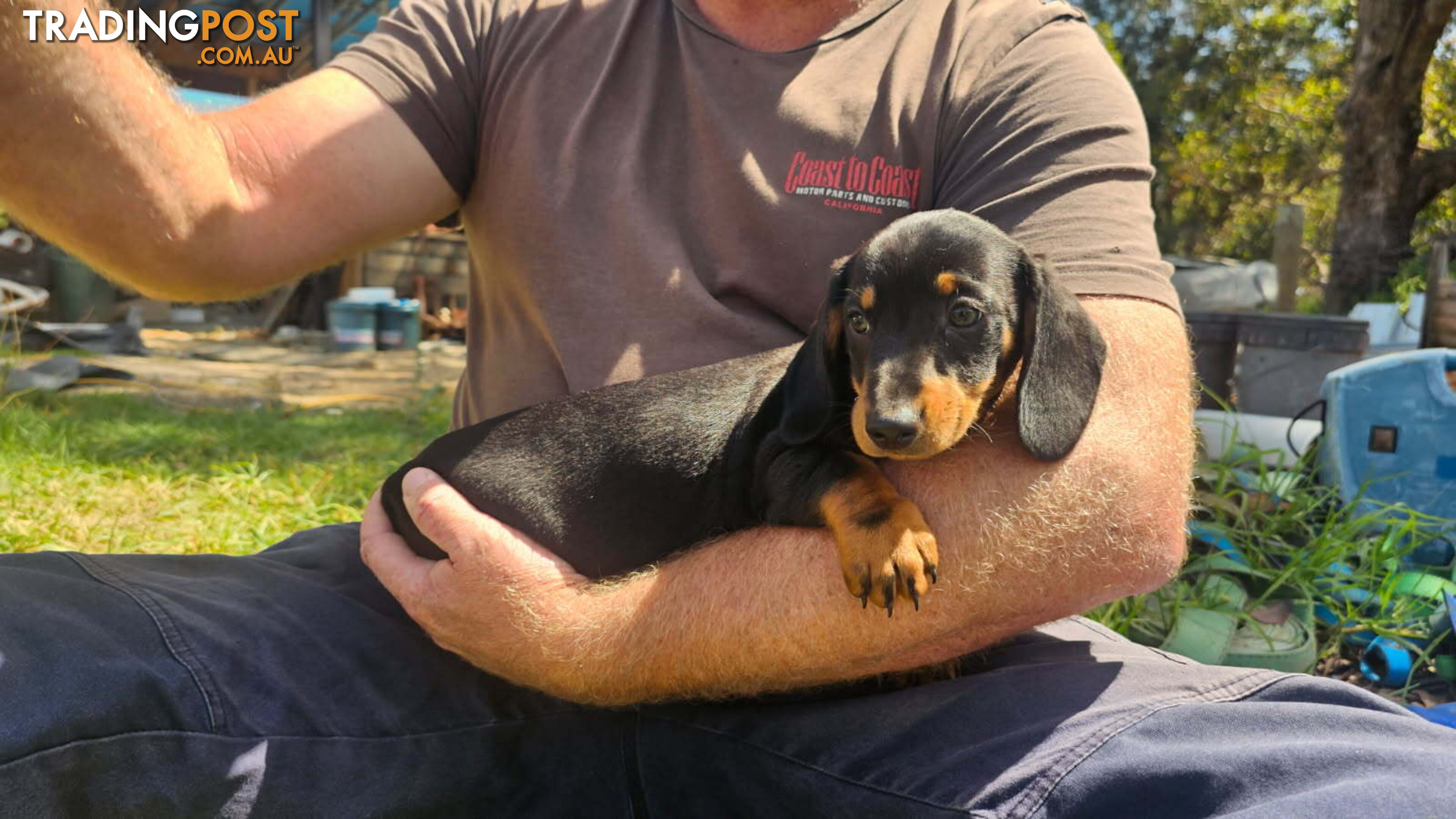 Miniature dachshund pup - short hair