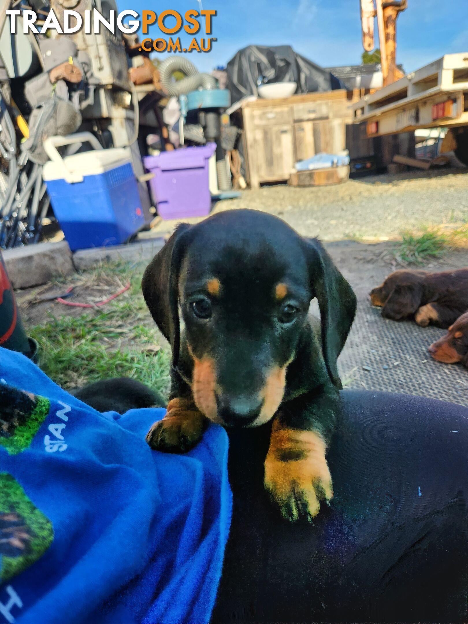 Miniature dachshund pup - short hair