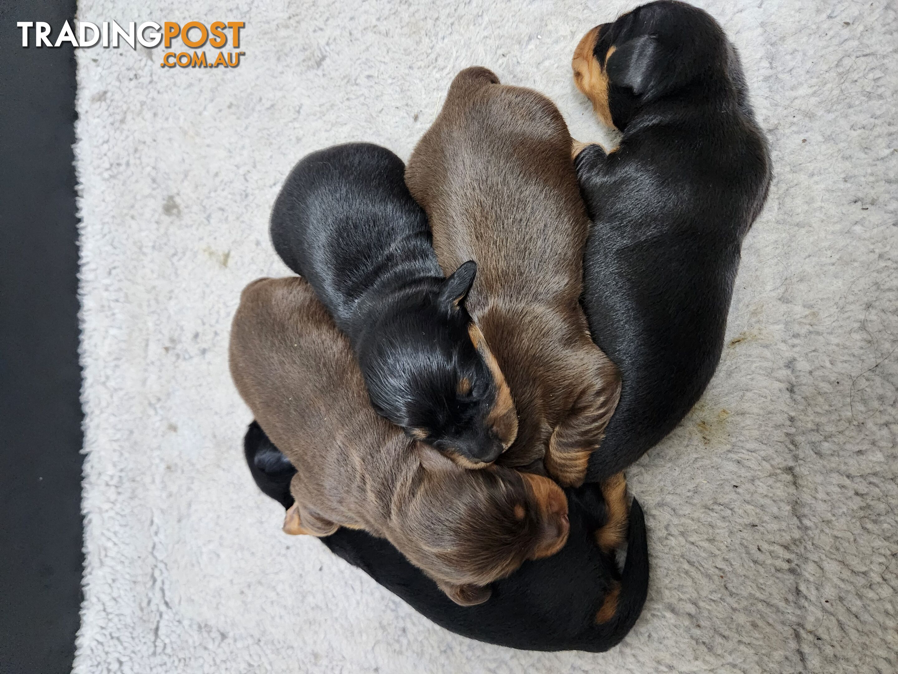 Miniature dachshund pup - short hair