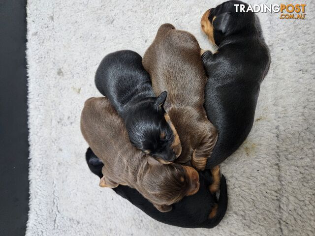 Miniature dachshund pup - short hair