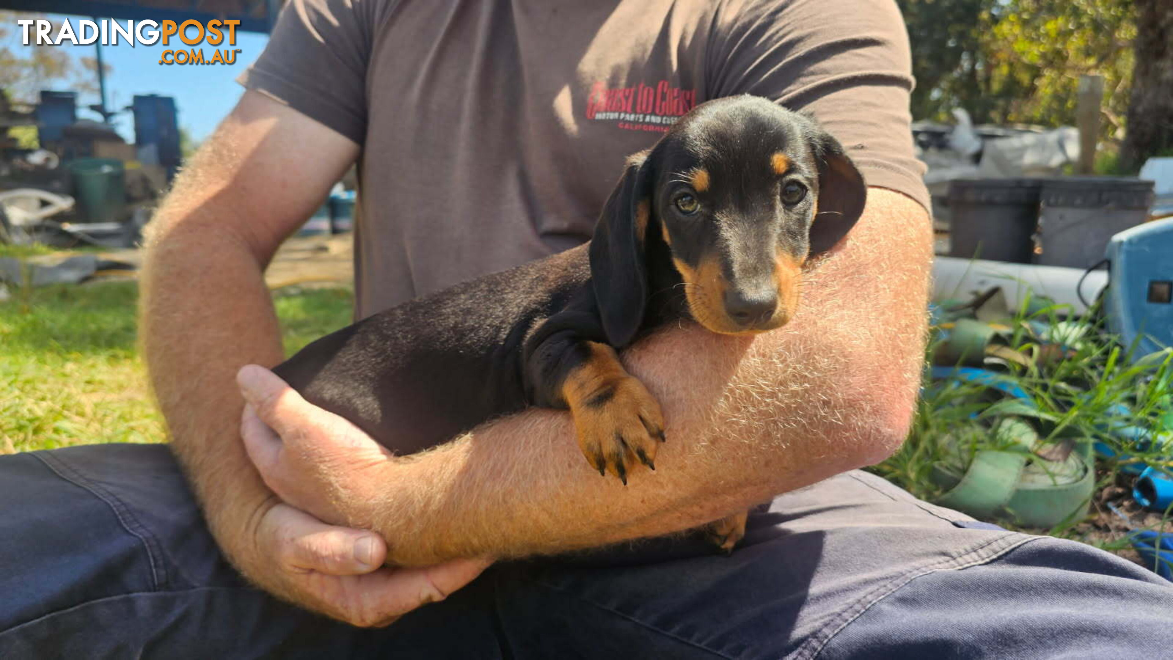 Miniature dachshund pup - short hair