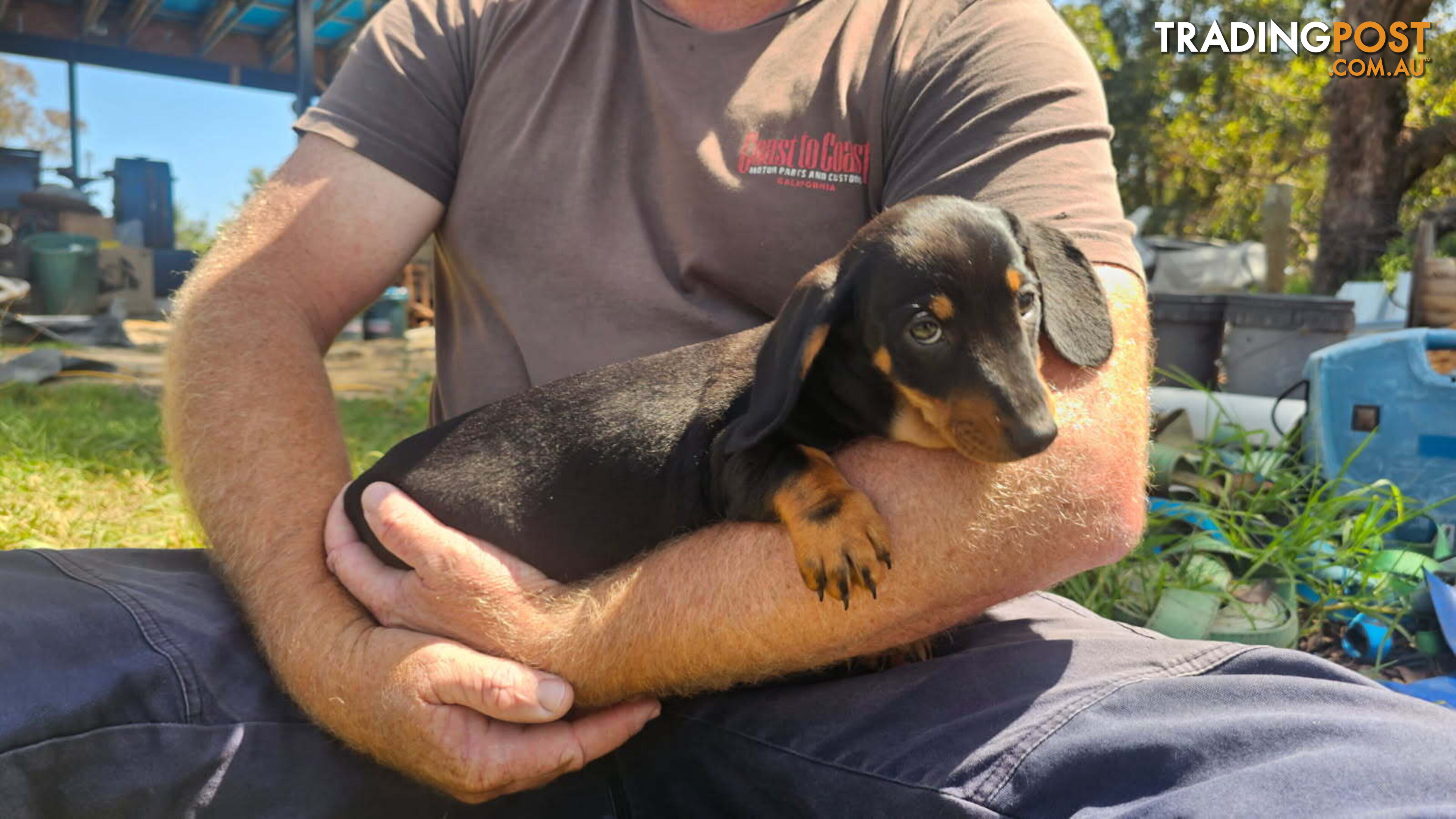 Miniature dachshund pup - short hair