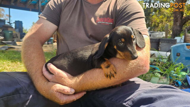 Miniature dachshund pup - short hair