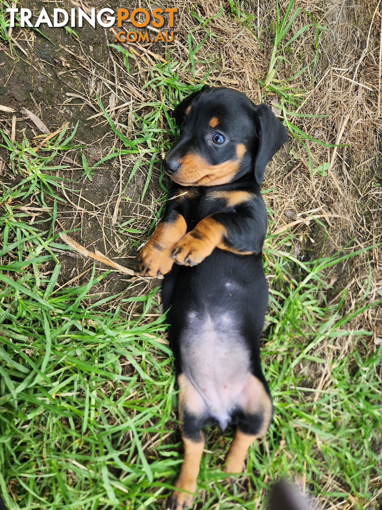 Miniature dachshund pup - short hair