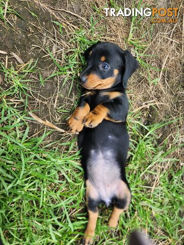 Miniature dachshund pup - short hair