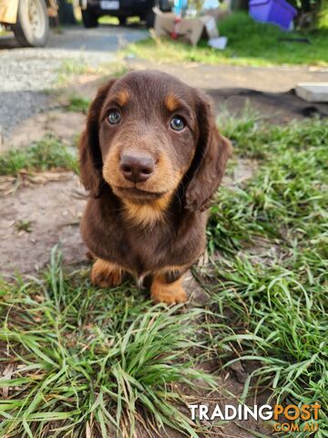 Miniature dachshund pups - long hair and short hair