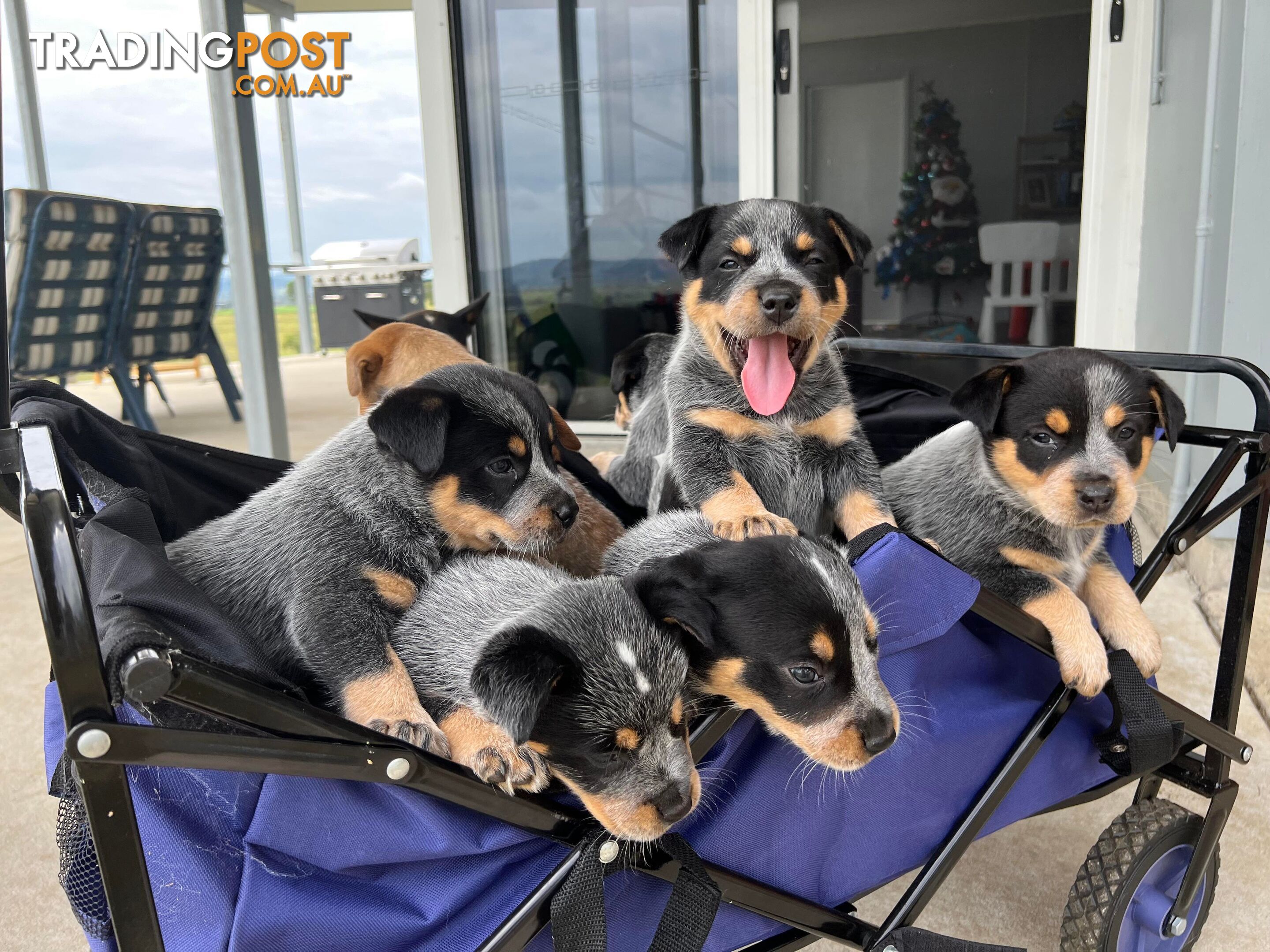 Blue and Red Cattle Dog Pups