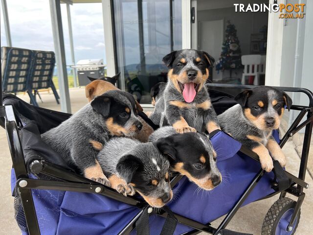 Blue and Red Cattle Dog Pups