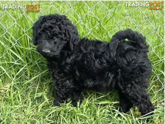 Poodle trading outlet post