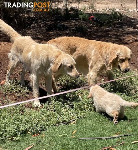 Golden Retriever Puppies