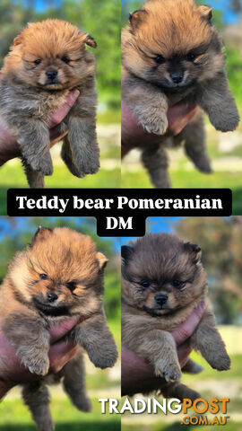 Pure bred teddy bear Pomeranian