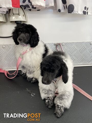 Black &amp;amp;amp; White Parti Bichoodles