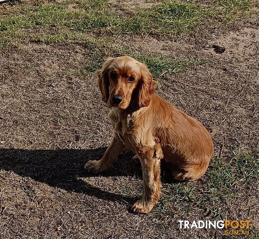 8 month old Pure-bred English Cockerspaniel