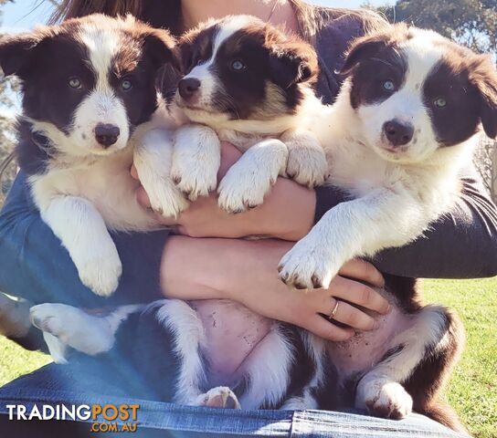 Border Collie Pups