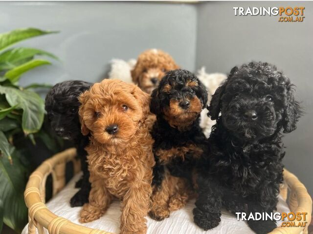 *Cavalier, Toy poodle and cavoodle stud dogs