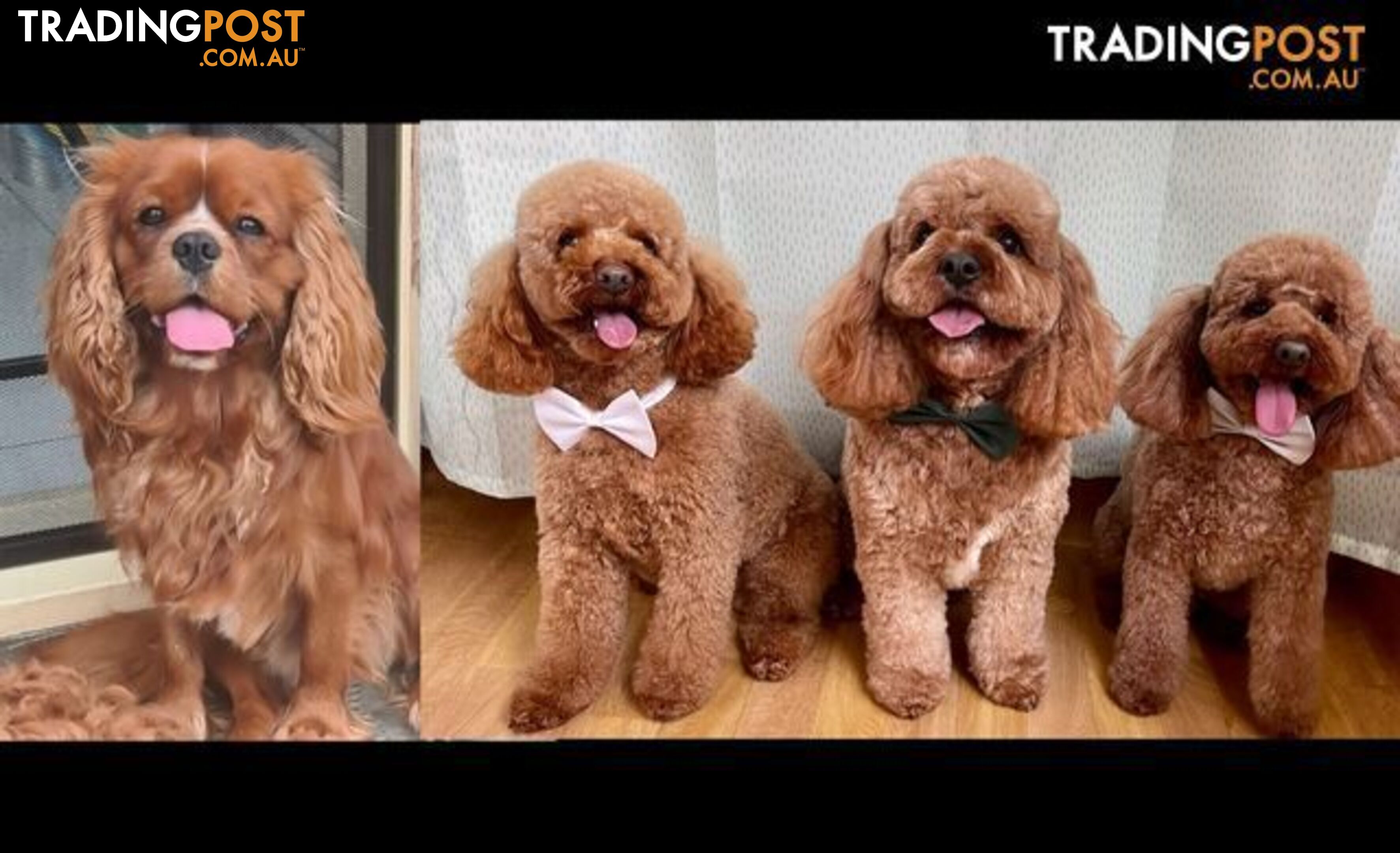 *Cavalier, Toy poodle and cavoodle stud dogs