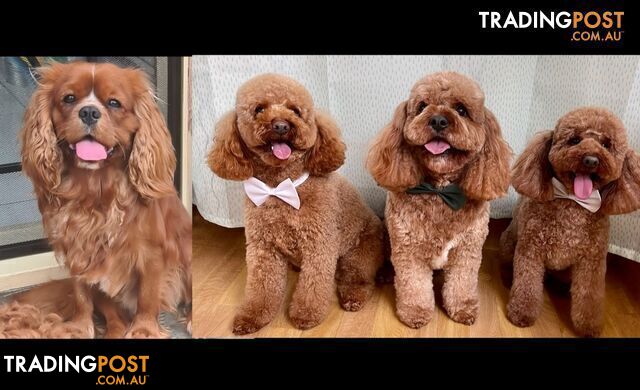 *Cavalier, Toy poodle and cavoodle stud dogs