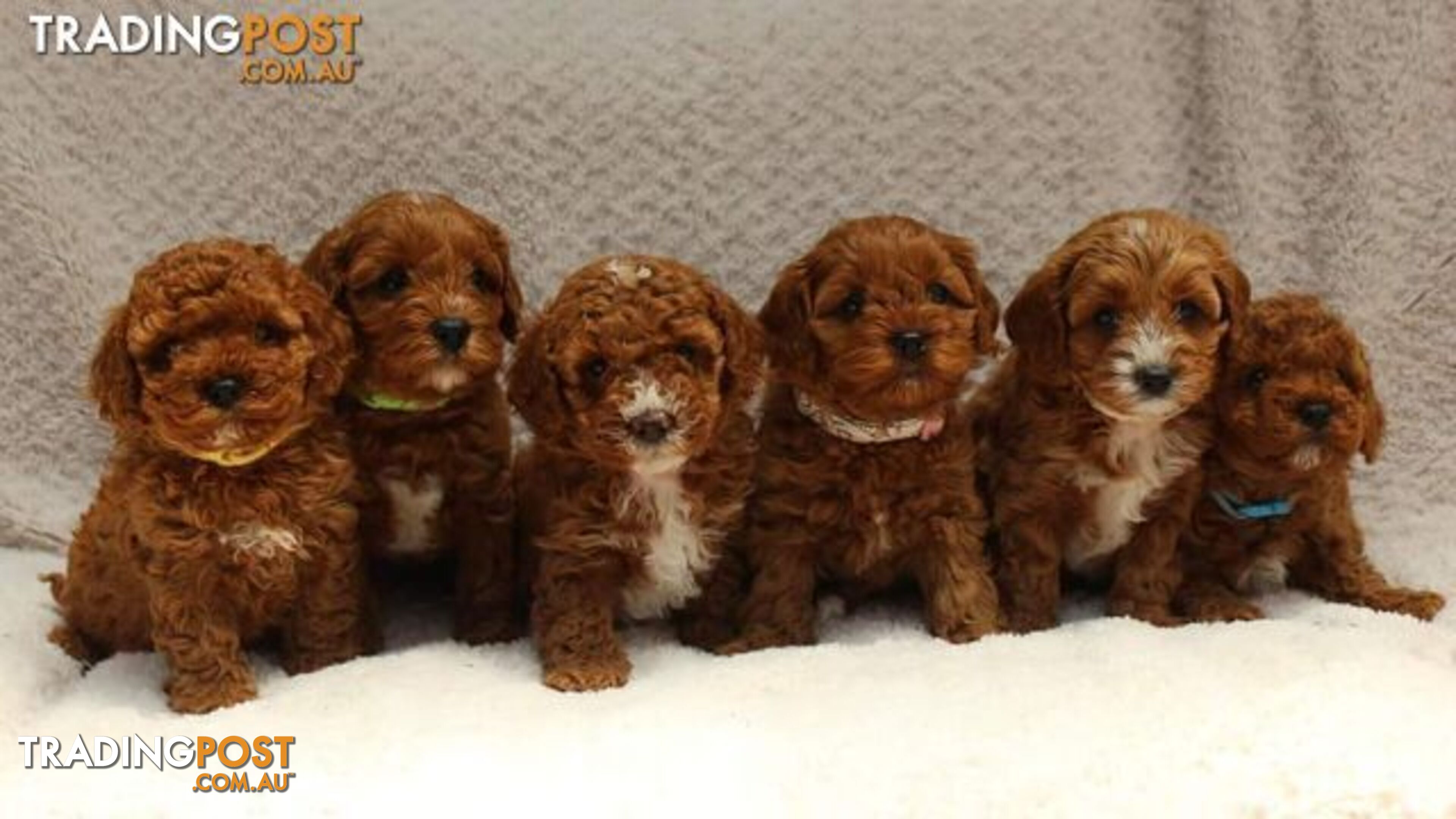 *Cavalier, Toy poodle and cavoodle stud dogs