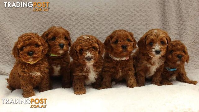 *Cavalier, Toy poodle and cavoodle stud dogs