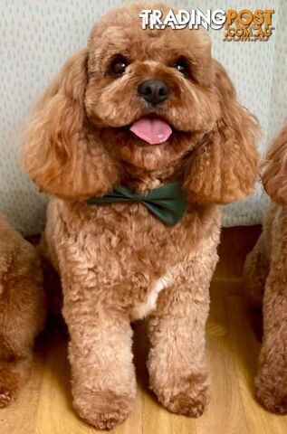 *Cavalier, Toy poodle and cavoodle stud dogs