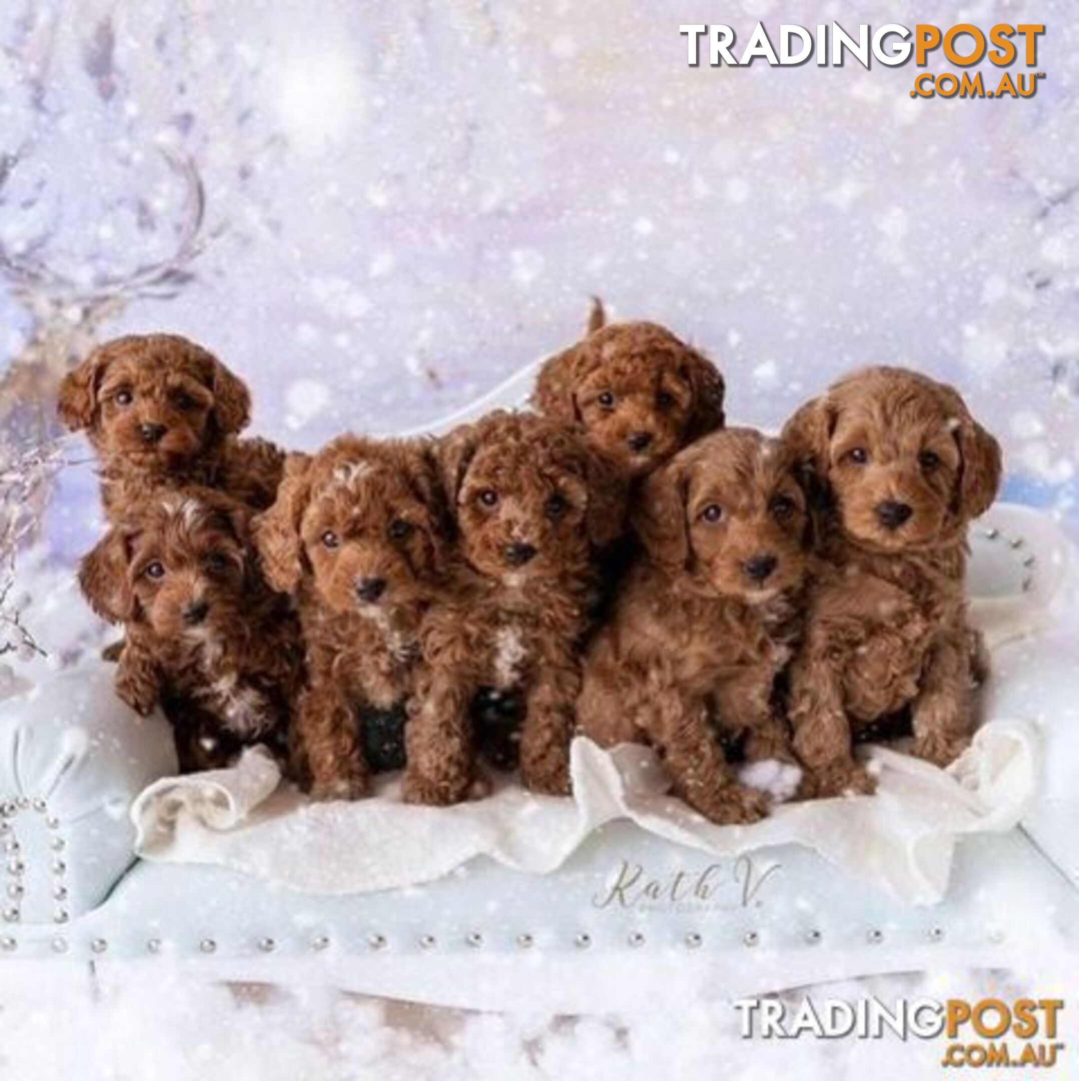 *Cavalier, Toy poodle and cavoodle stud dogs