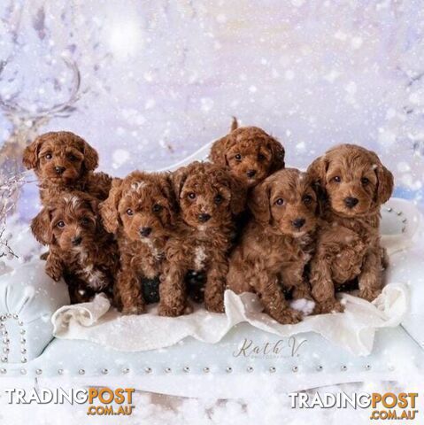 *Cavalier, Toy poodle and cavoodle stud dogs