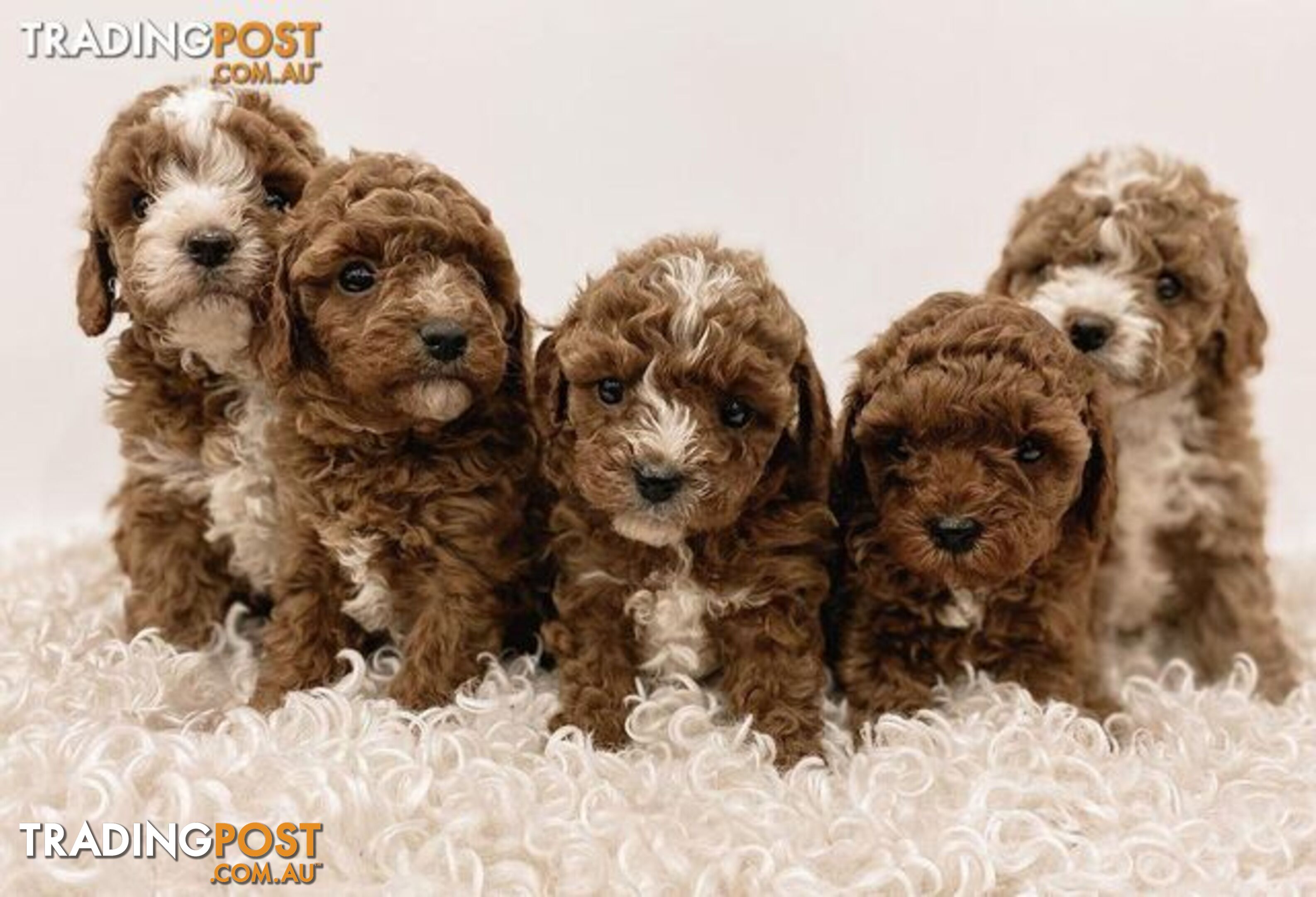 *Cavalier, Toy poodle and cavoodle stud dogs