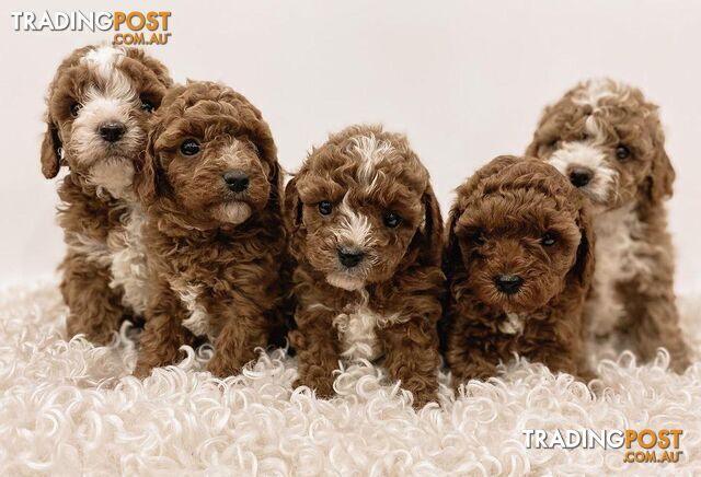 *Cavalier, Toy poodle and cavoodle stud dogs