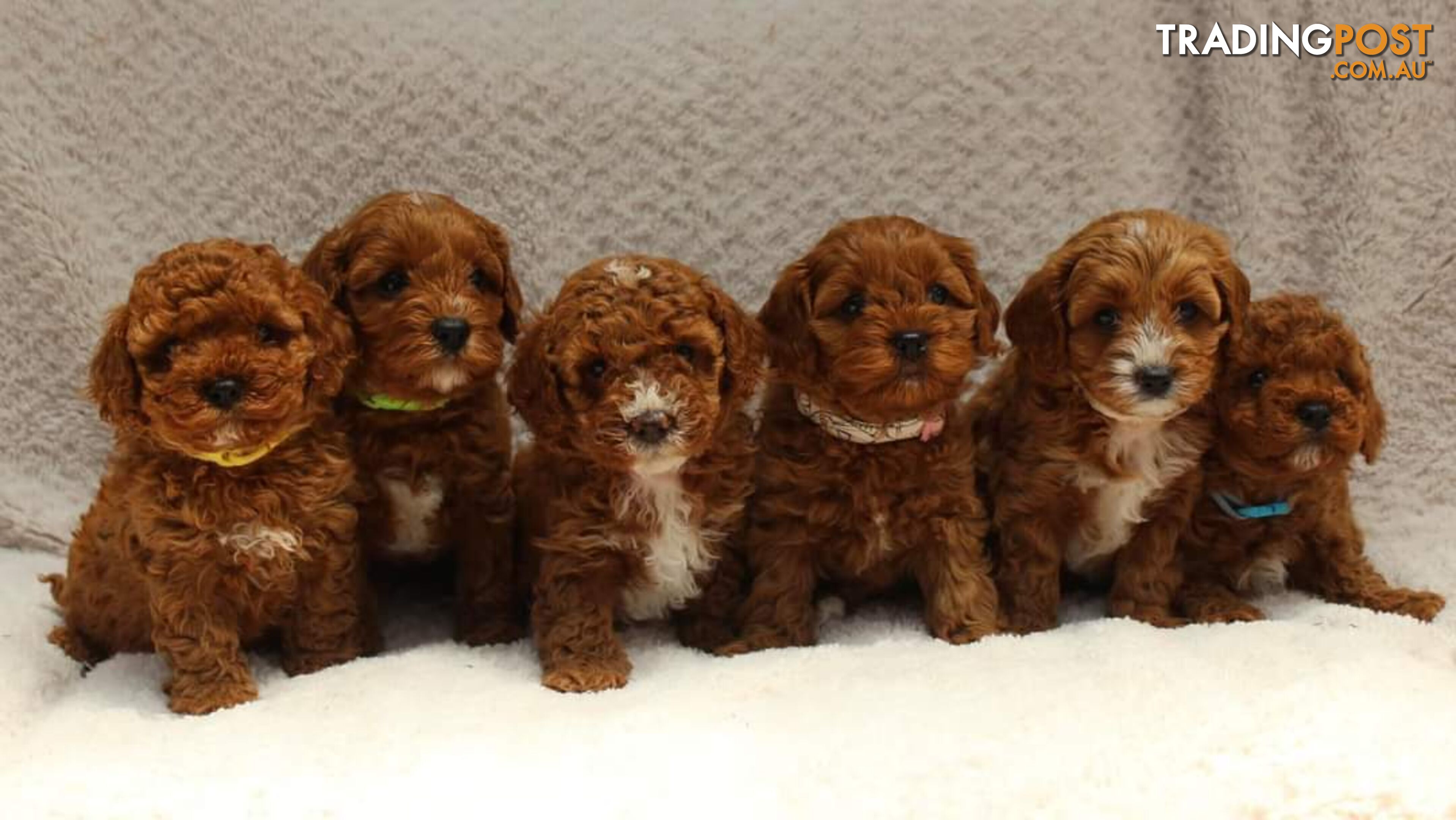 *Toy poodle Cavoodle and Cavalier stud dog