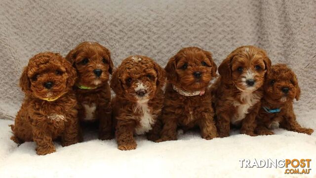 *Toy poodle Cavoodle and Cavalier stud dog