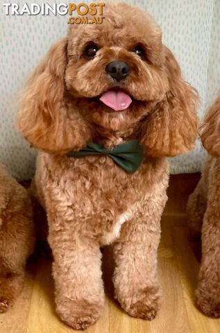 *Toy poodle Cavoodle and Cavalier stud dog