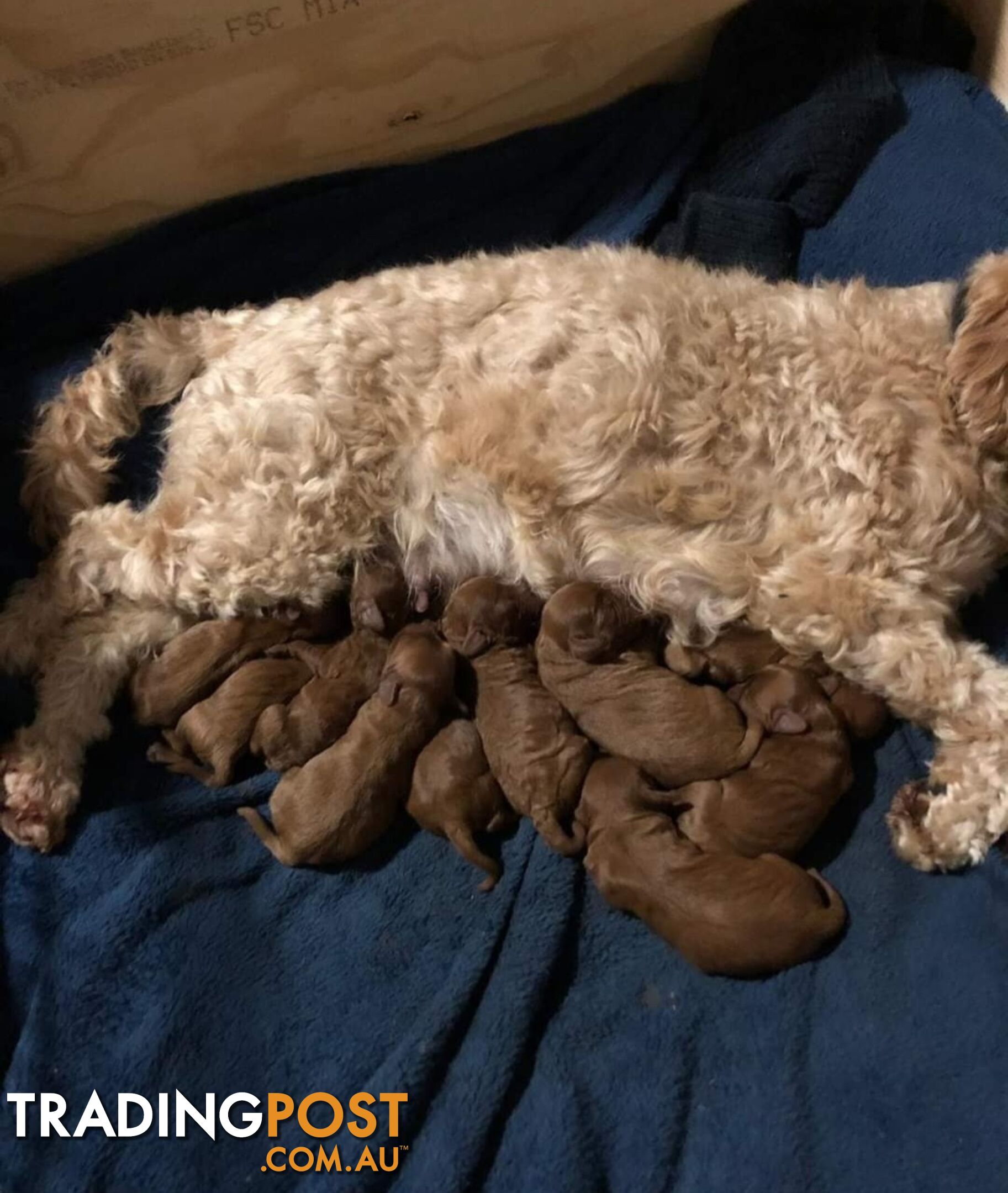 *Toy poodle Cavoodle and Cavalier stud dog