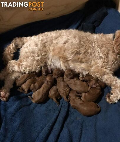 *Toy poodle Cavoodle and Cavalier stud dog