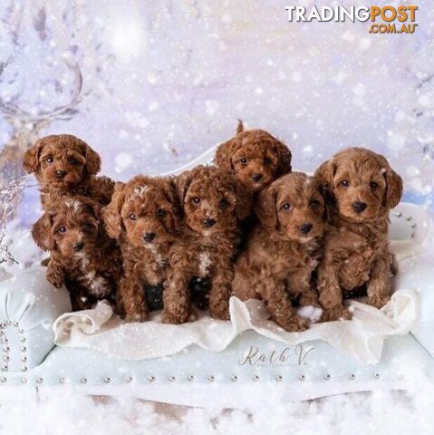 *Toy poodle Cavoodle and Cavalier stud dog