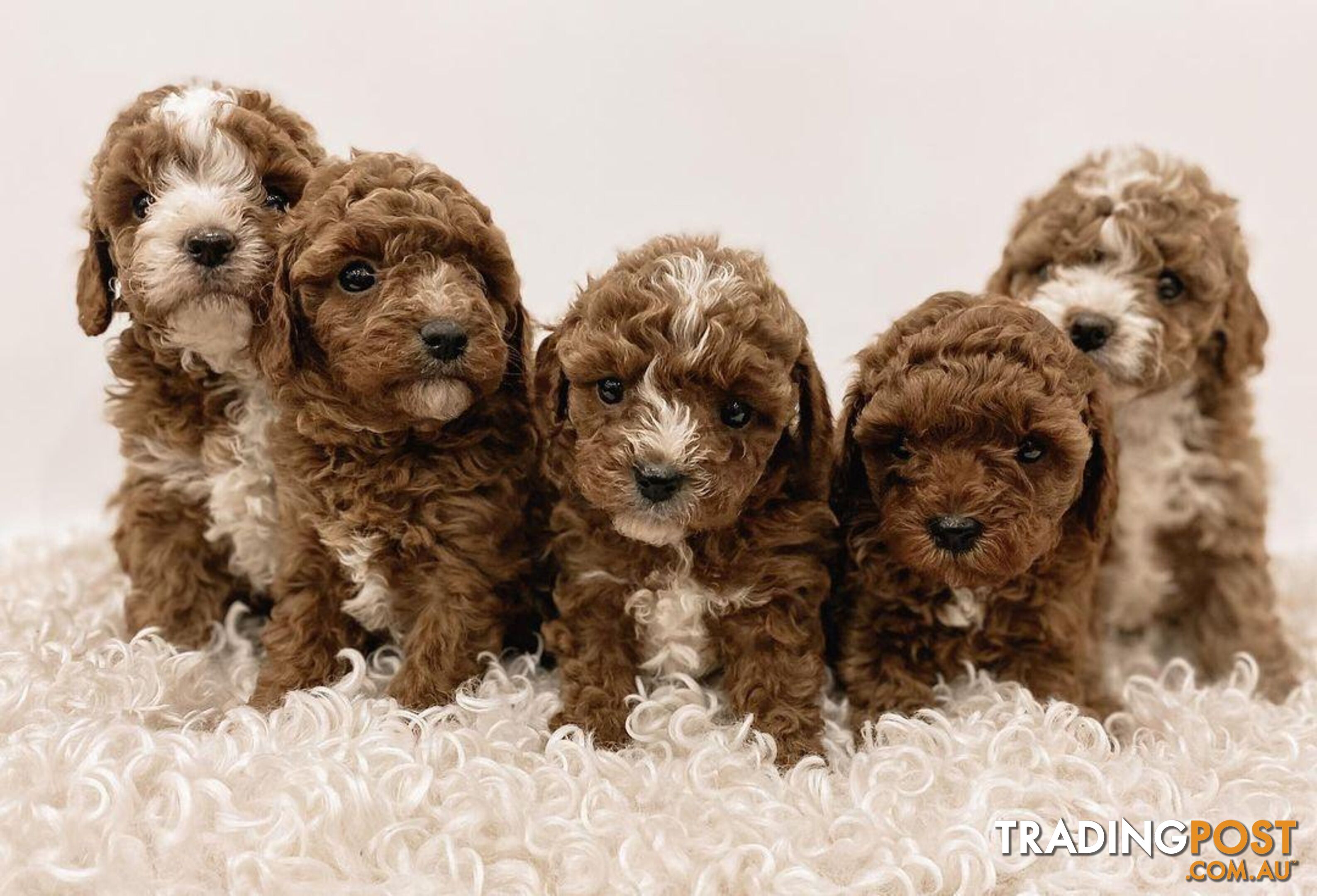 *Toy poodle Cavoodle and Cavalier stud dog