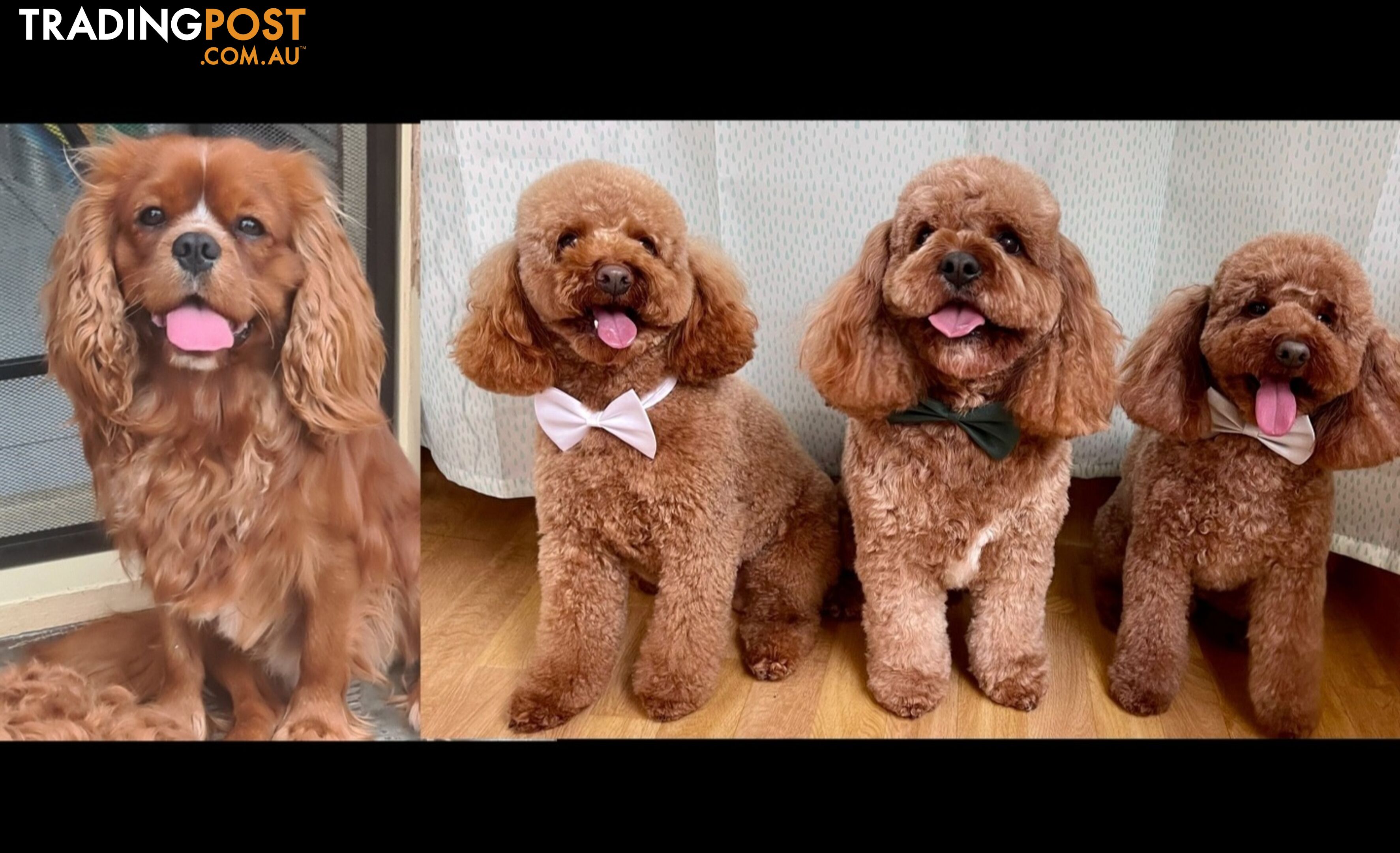 *Toy poodle Cavoodle and Cavalier stud dog