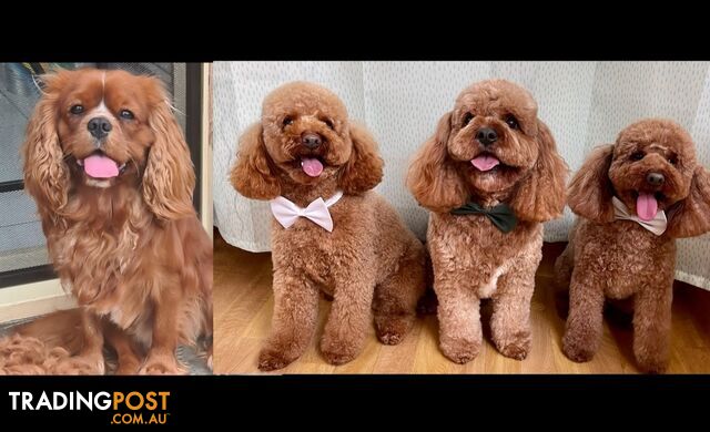 *Cavalier, Toy poodle and cavoodle stud dogs