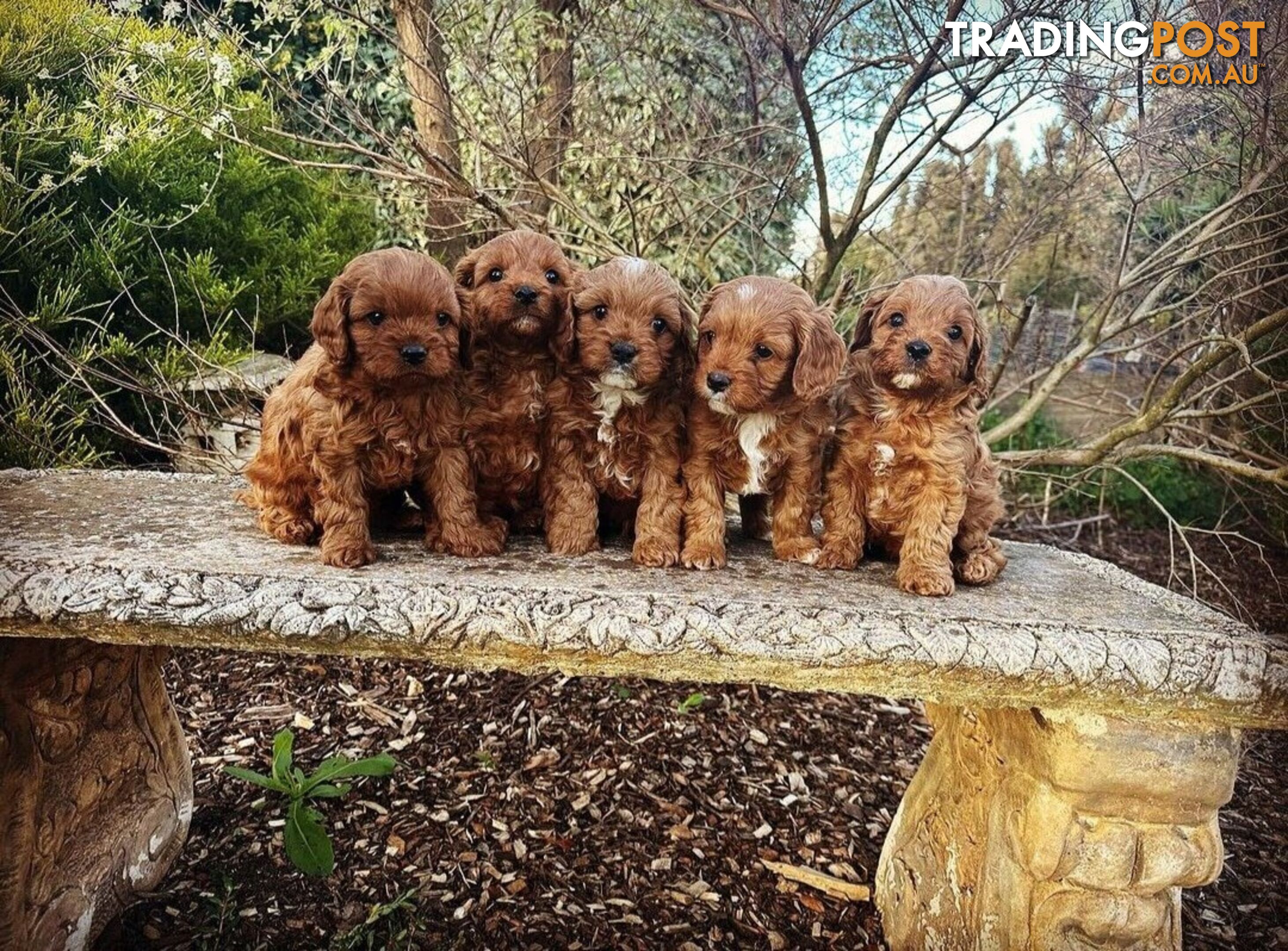 *Toy poodle Cavoodle and Cavalier stud dog