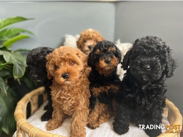 *Toy poodle Cavoodle and Cavalier stud dog