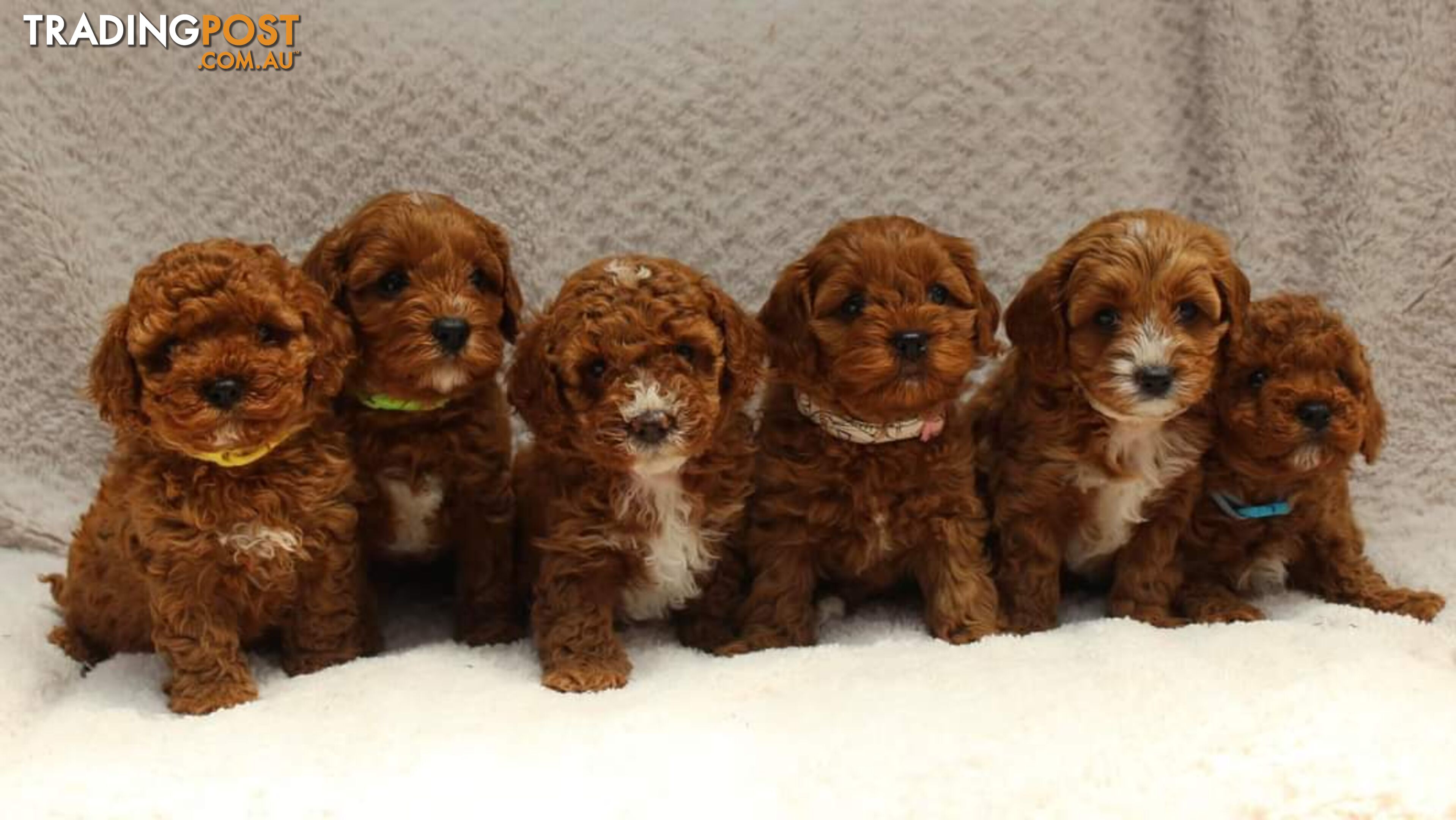 *Toy poodle stud dog - DNA CLEAR (NOT FOR SALE)