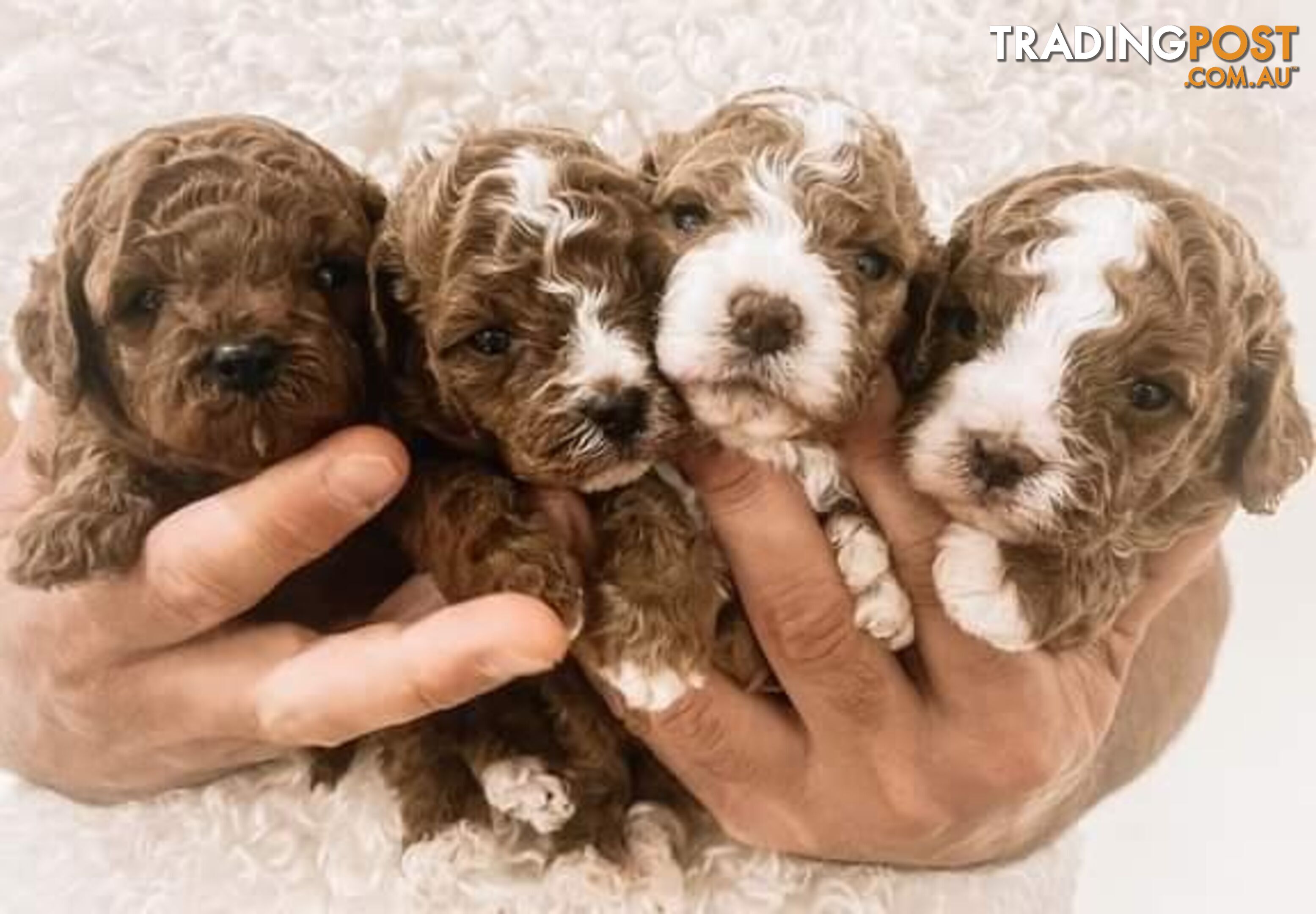 *Toy poodle stud dog - DNA CLEAR (NOT FOR SALE)