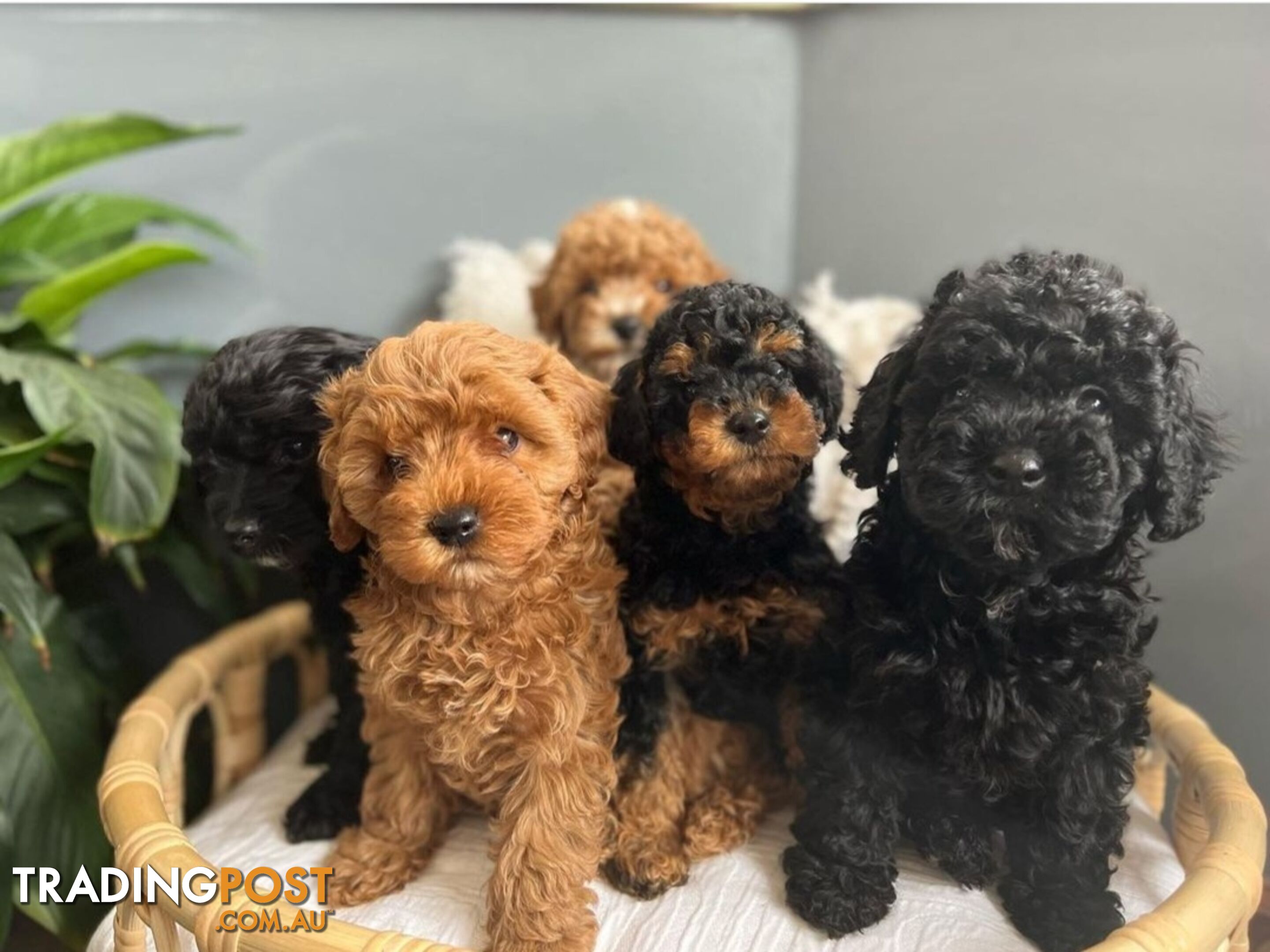 *Toy poodle stud dog - DNA CLEAR (NOT FOR SALE)