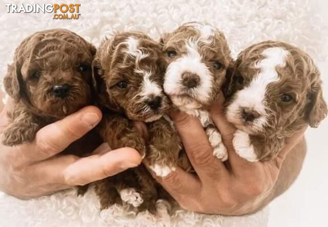 *Toy poodle Cavoodle and Cavalier stud dog