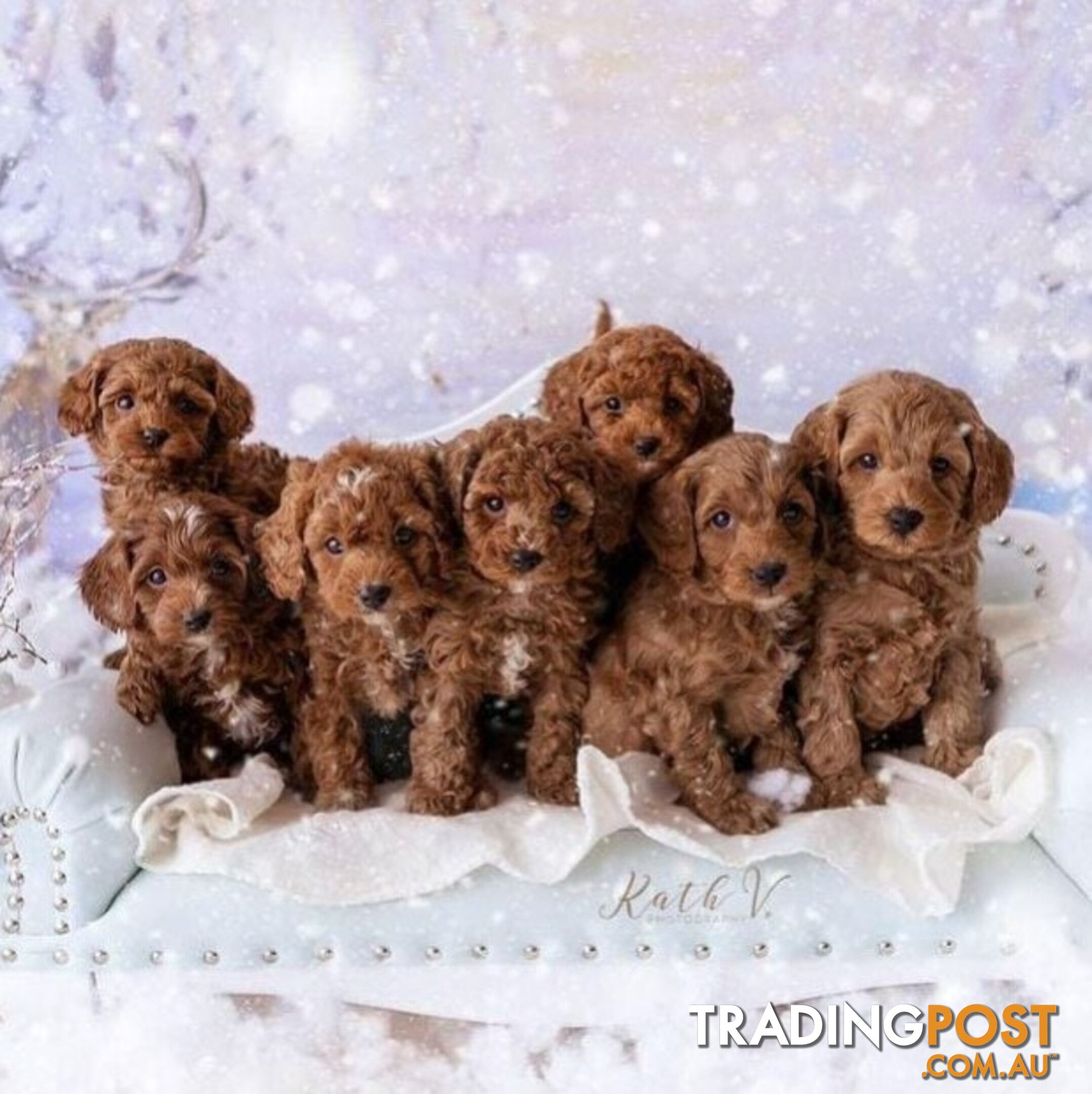 *Toy poodle Cavoodle and Cavalier stud dog