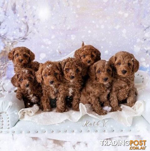 *Toy poodle Cavoodle and Cavalier stud dog