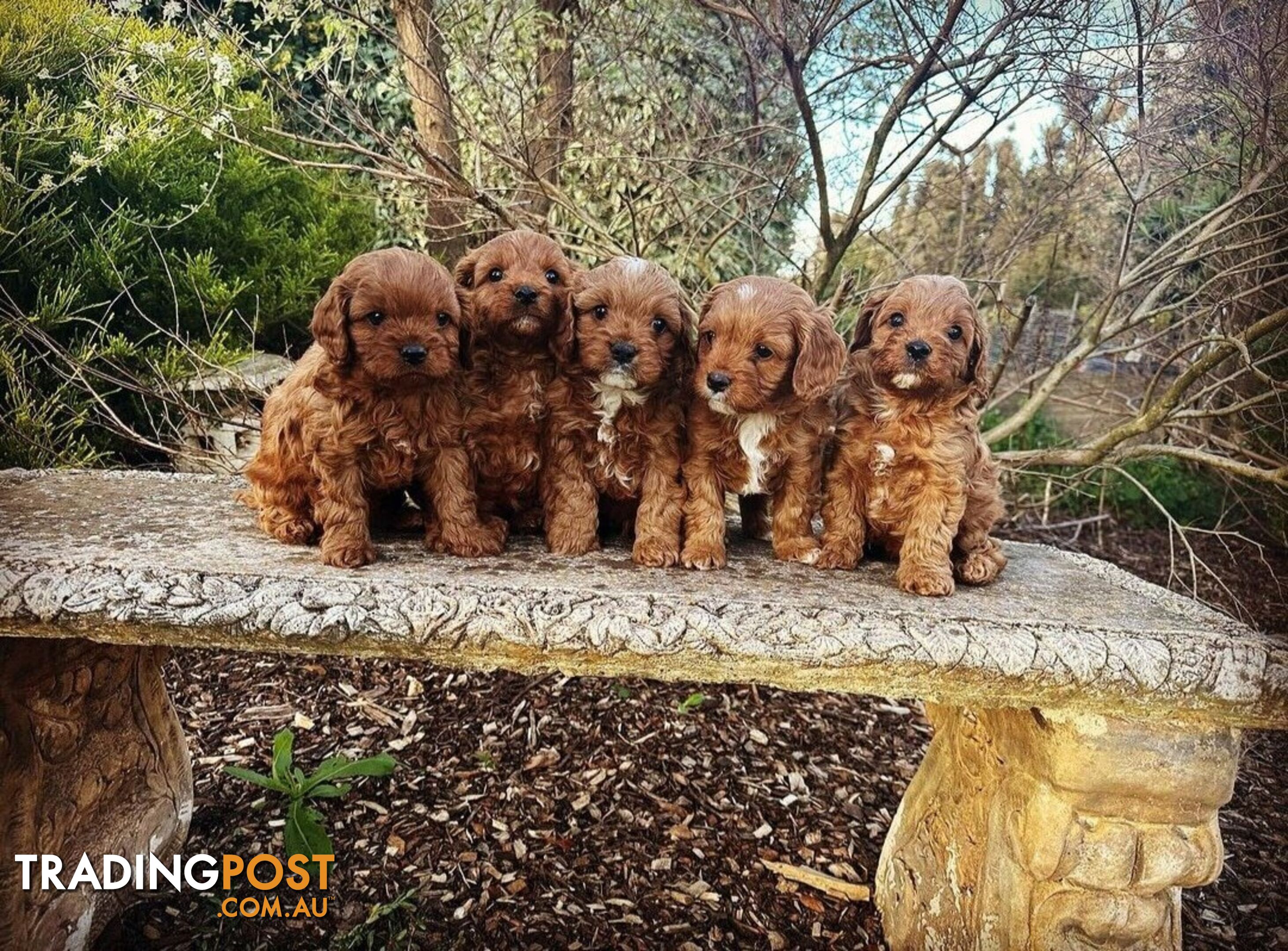 *Toy poodle Cavoodle and Cavalier stud dog