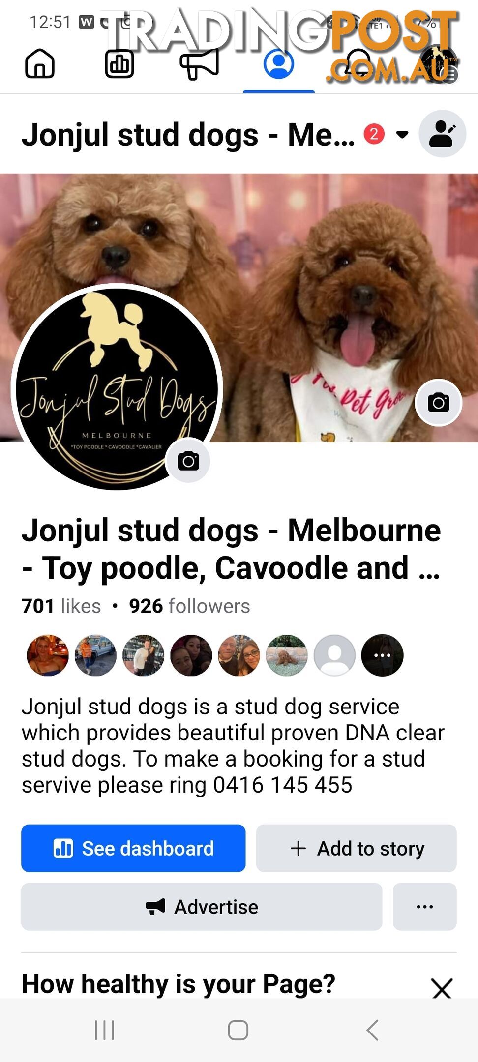 *Toy poodle Cavoodle and Cavalier stud dog