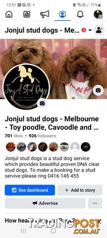*Toy poodle Cavoodle and Cavalier stud dog