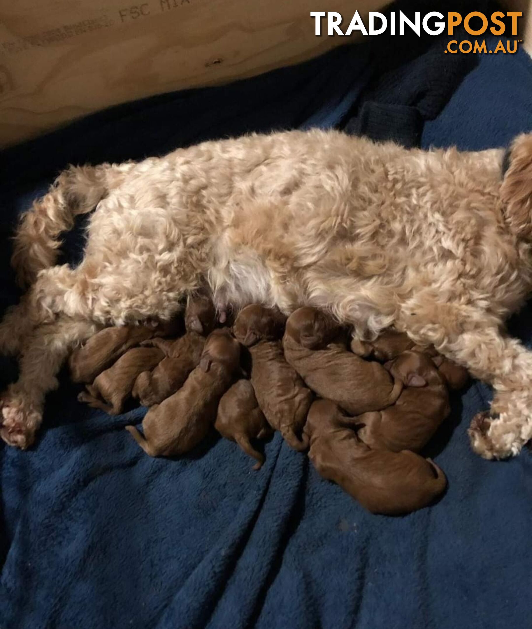 *Toy poodle Cavoodle and Cavalier stud dog